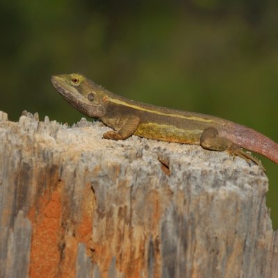 Nobbi Dragon.